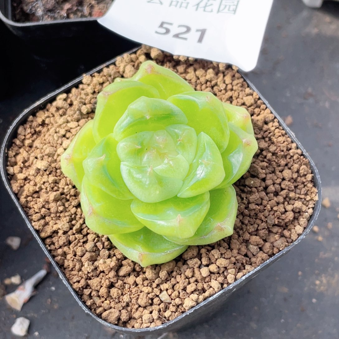 橘***粥521号糖心冰心珍妮 孤