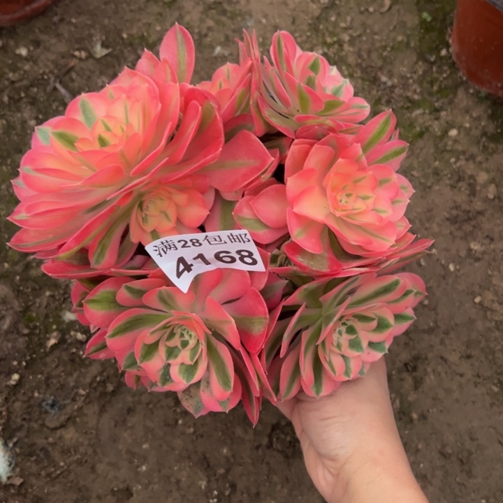 4168女巫多肉植物