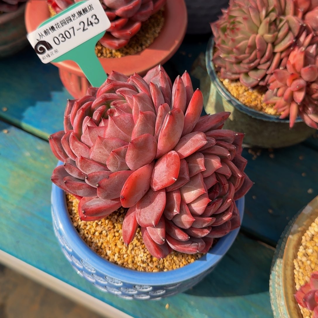 从前慢多肉精选编号0307-243