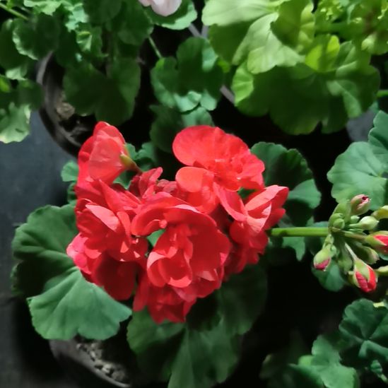 当前无花栽培后可以开花公爵