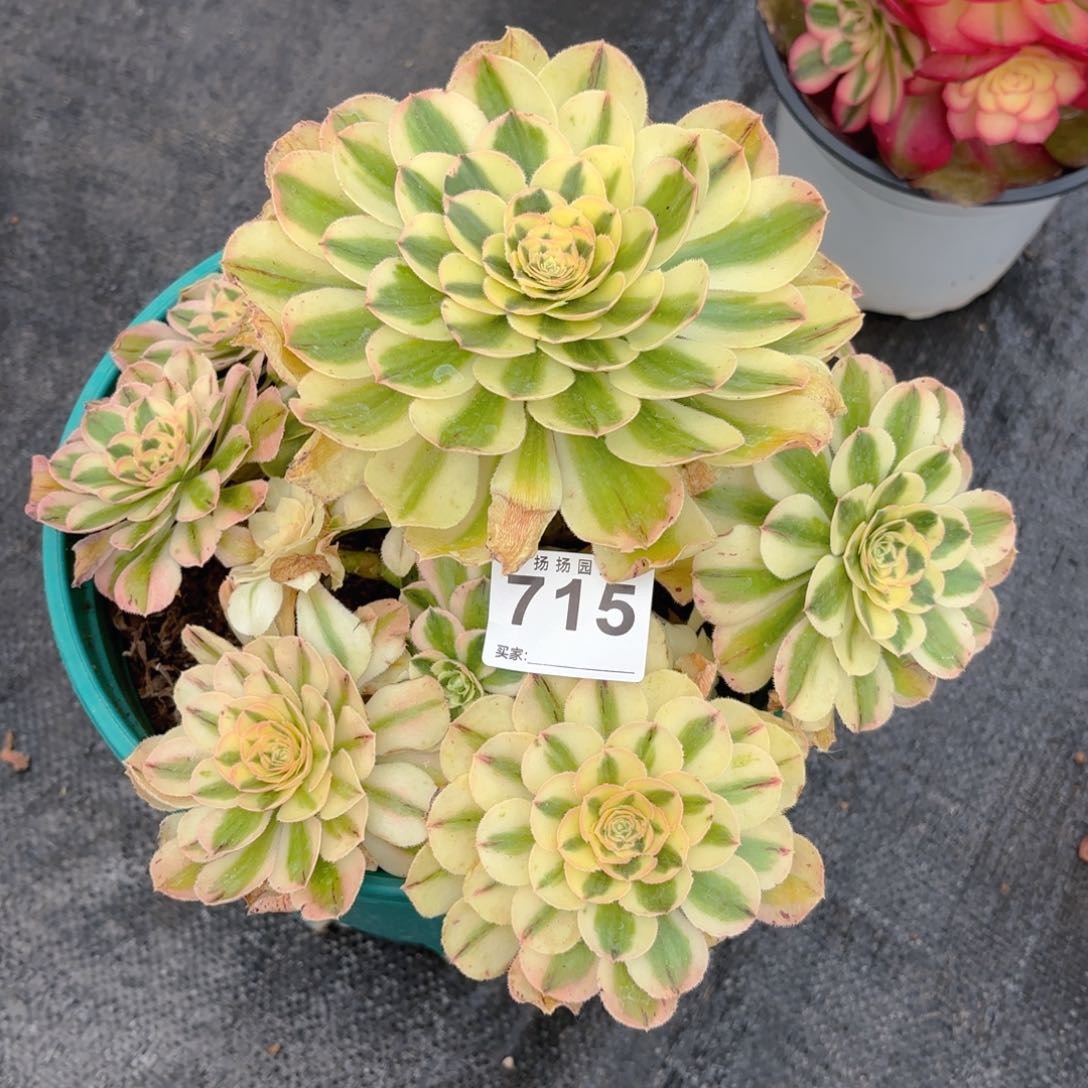 雨*12  715多肉法师