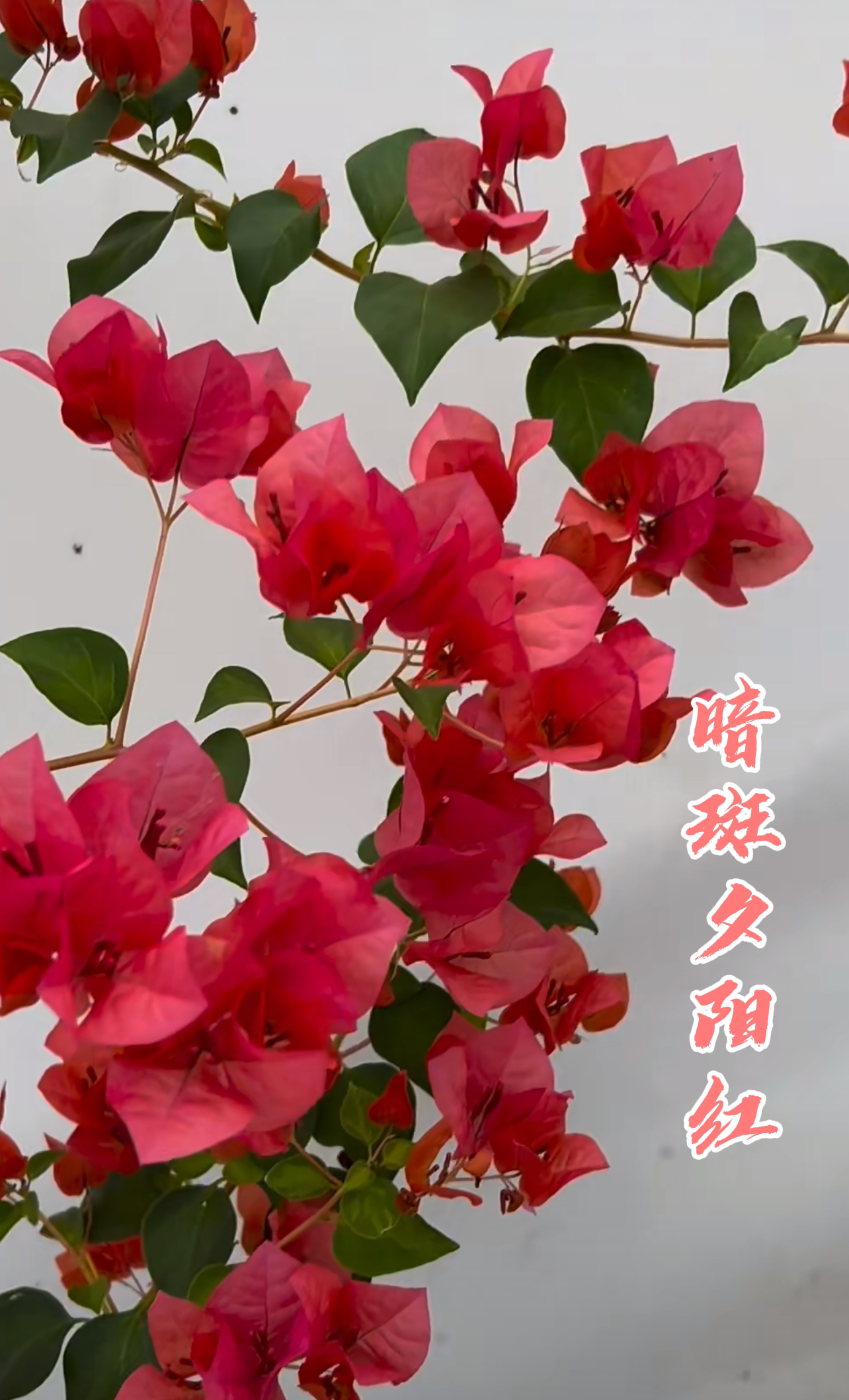 【暗斑夕阳红】 三角梅花卉勤花四季开花基地直发