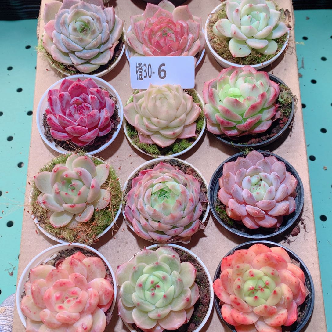 30-6一物一拍多肉带盆18颗