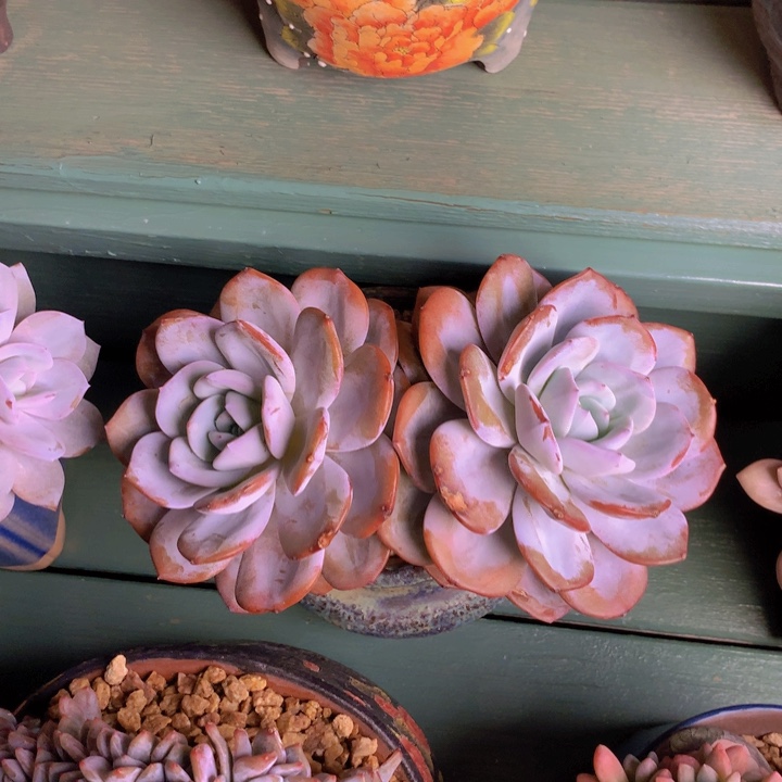 韩版奶茶大老桩无砍