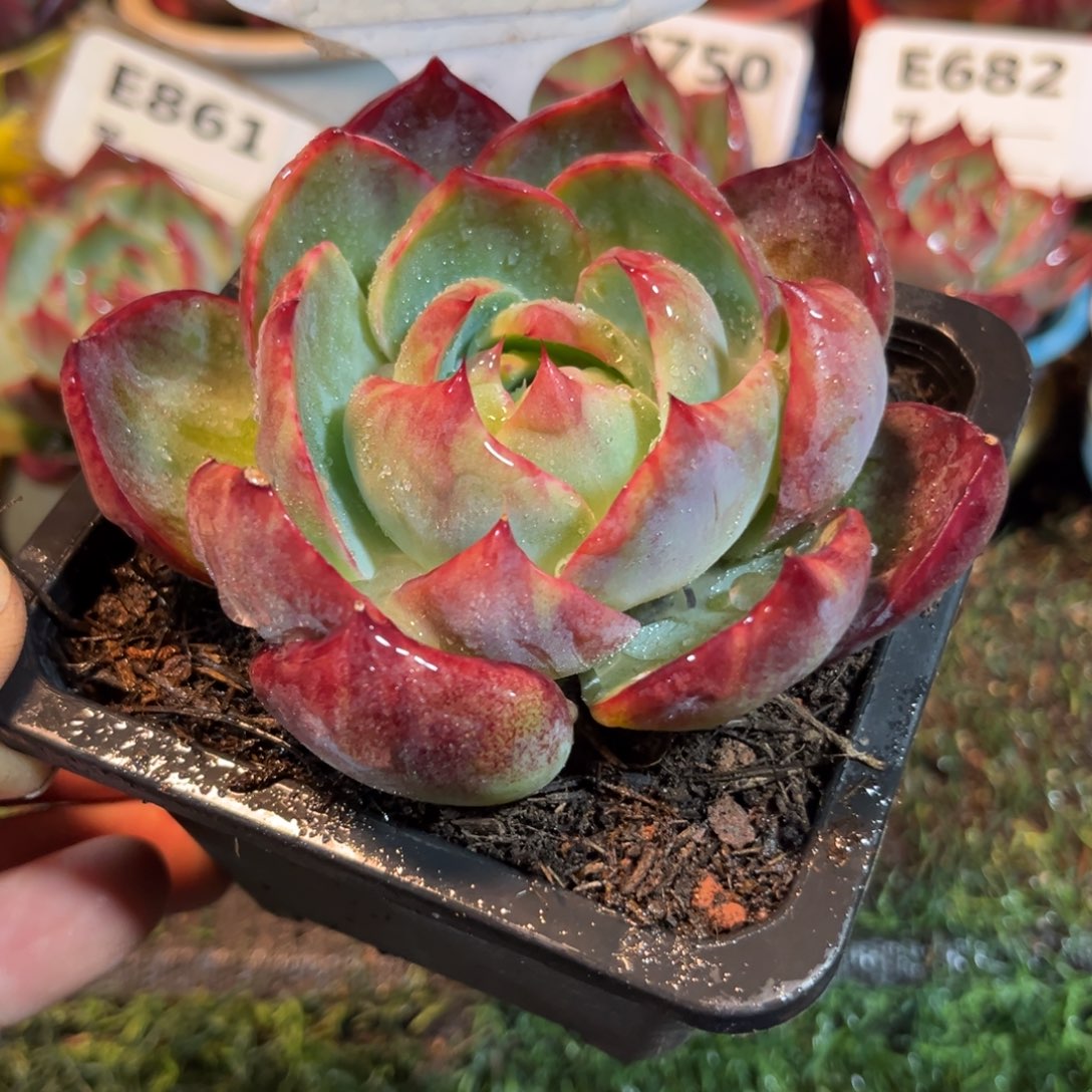 惊鸿一瞥763号多肉