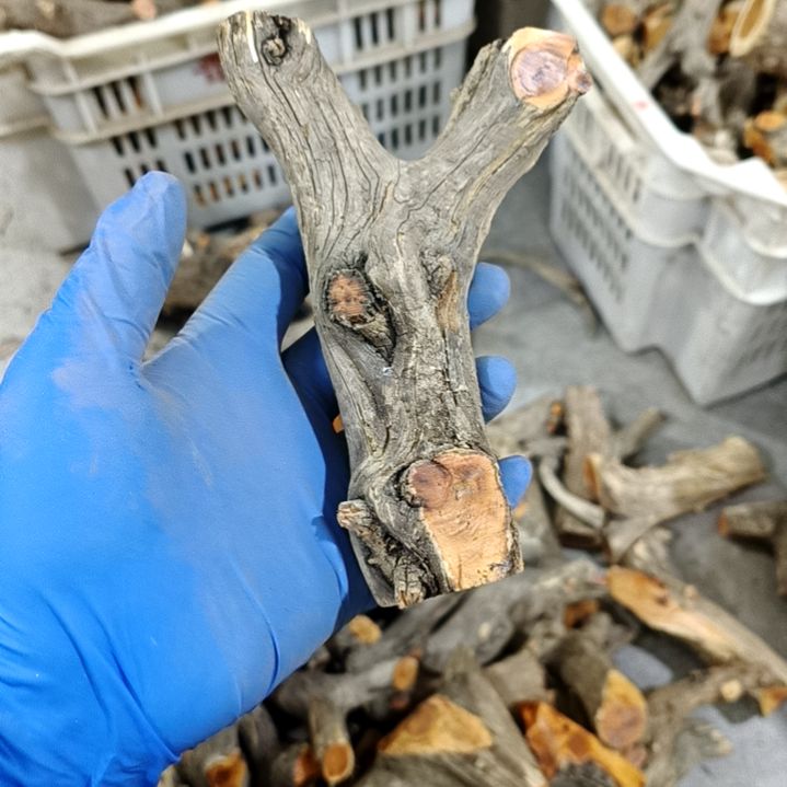 睡***觉香榧木崖柏原叉崖柏原叉崖柏
