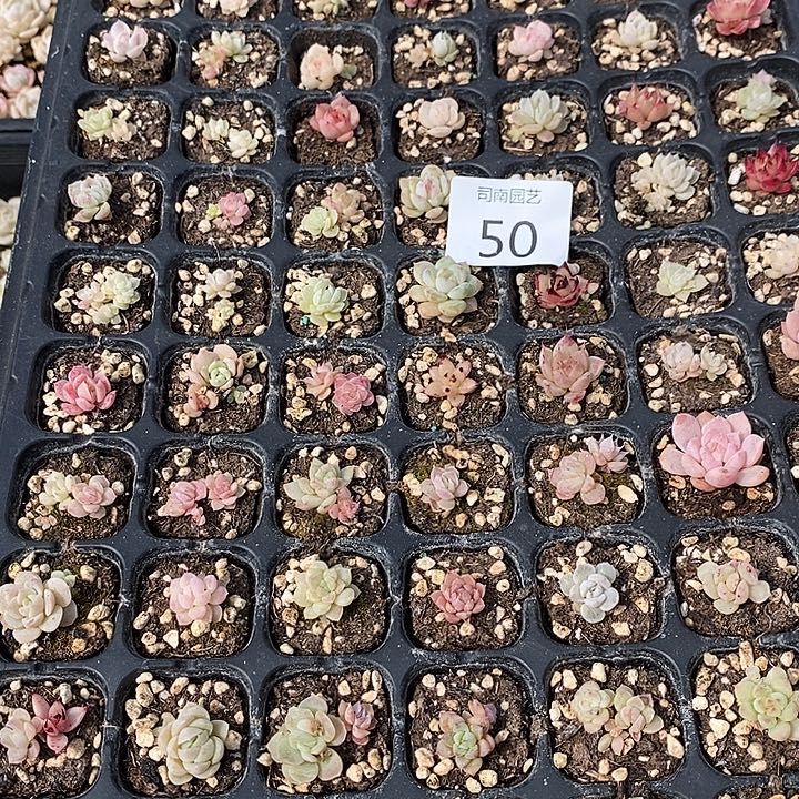 50 多肉植物盆栽花卉