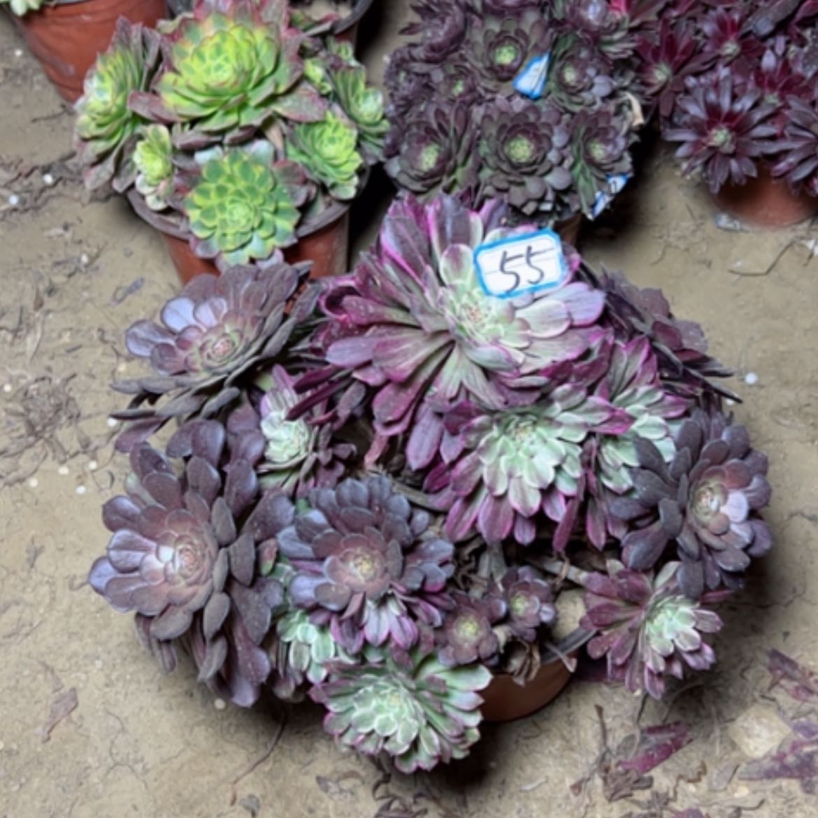 【闪购商品】多肉植物粉墨55