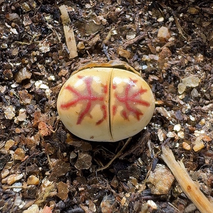 生石花111111。  1.0左右。  176