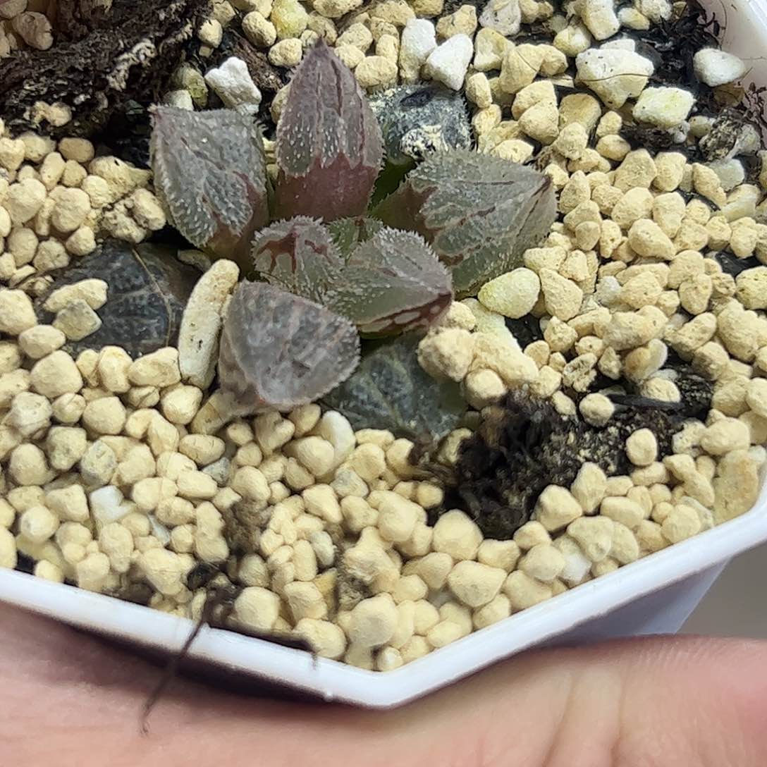 冰魁十二卷多肉植物满足