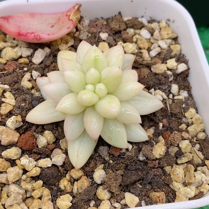 所罗门锦多肉锦景天