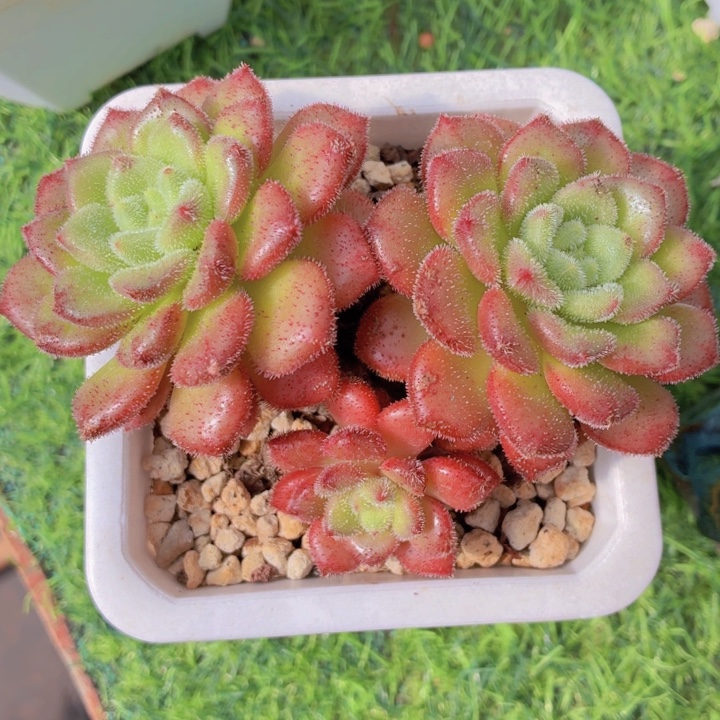 多肉水晶卡罗拉-4
