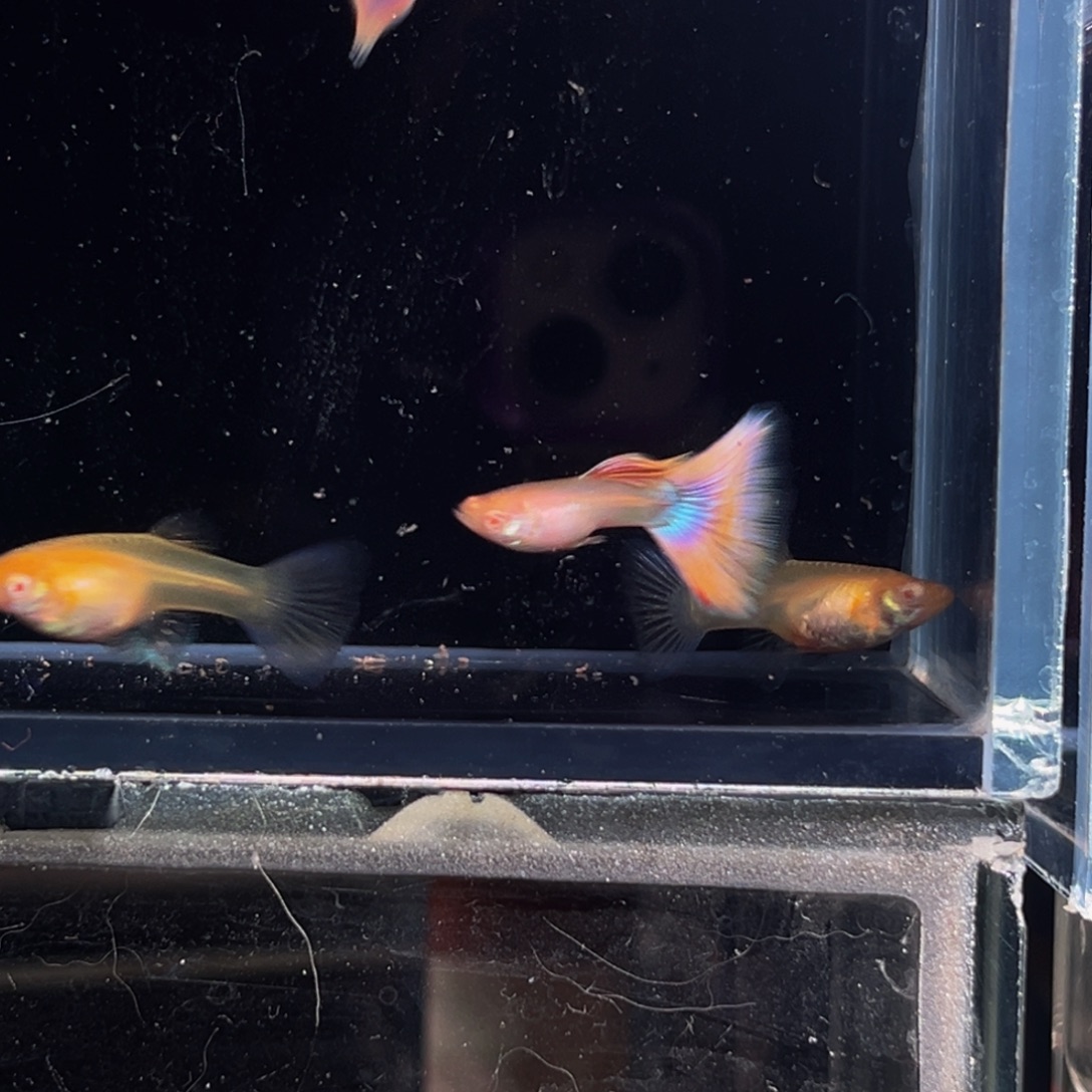 孔雀鱼莫斯科紫白子2对
