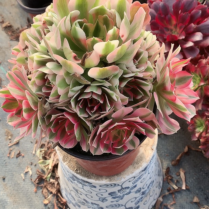 823粉女巫多肉植物