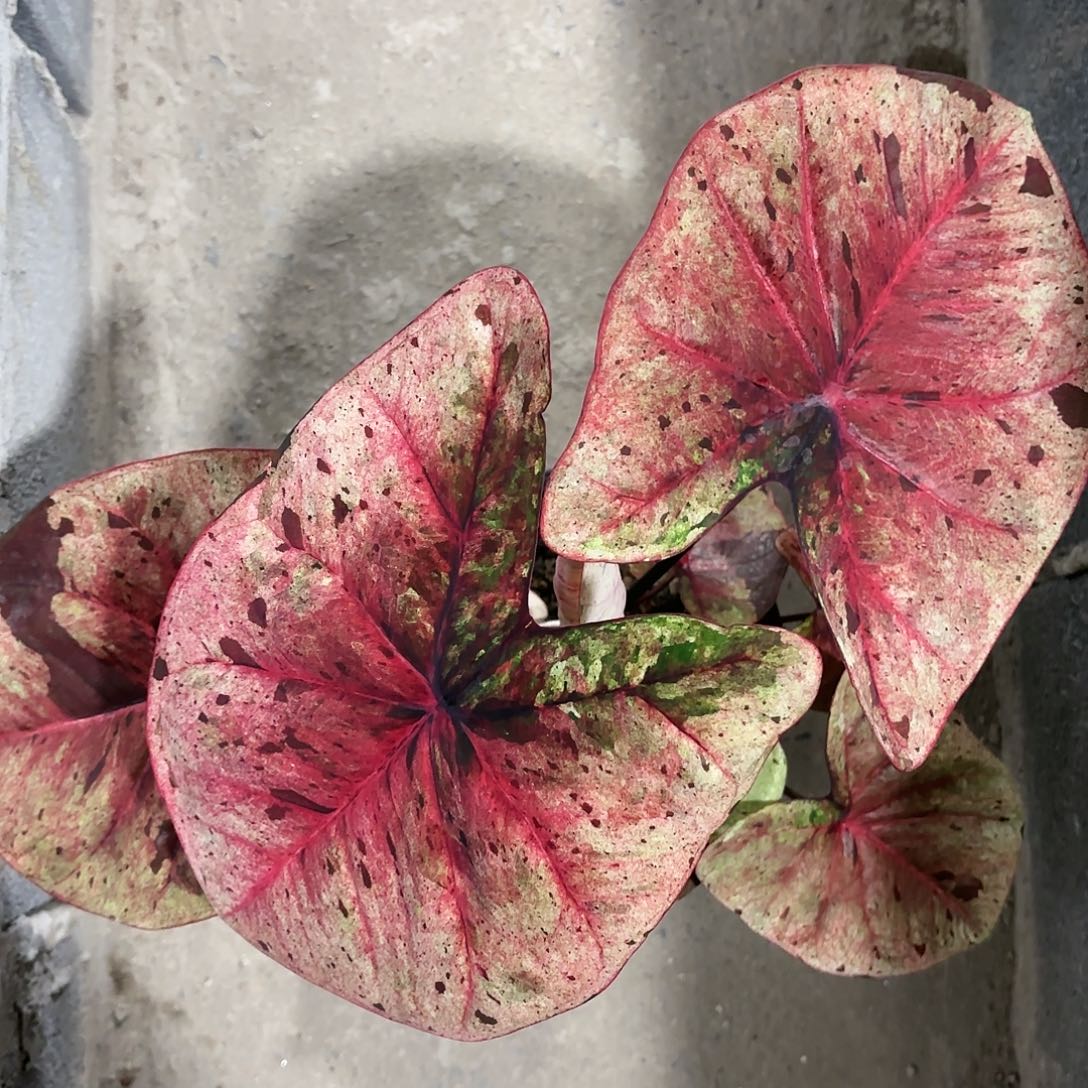 68-0123达摩彩叶芋泰国发货