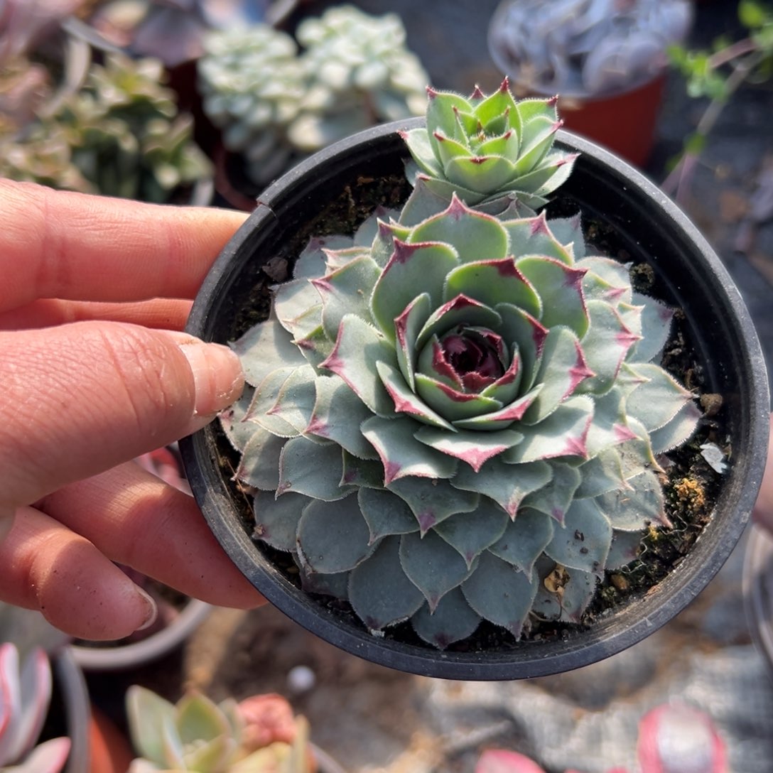 多肉植物多肉植物