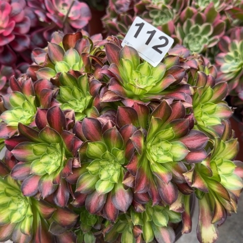 112韶华25厘米左右