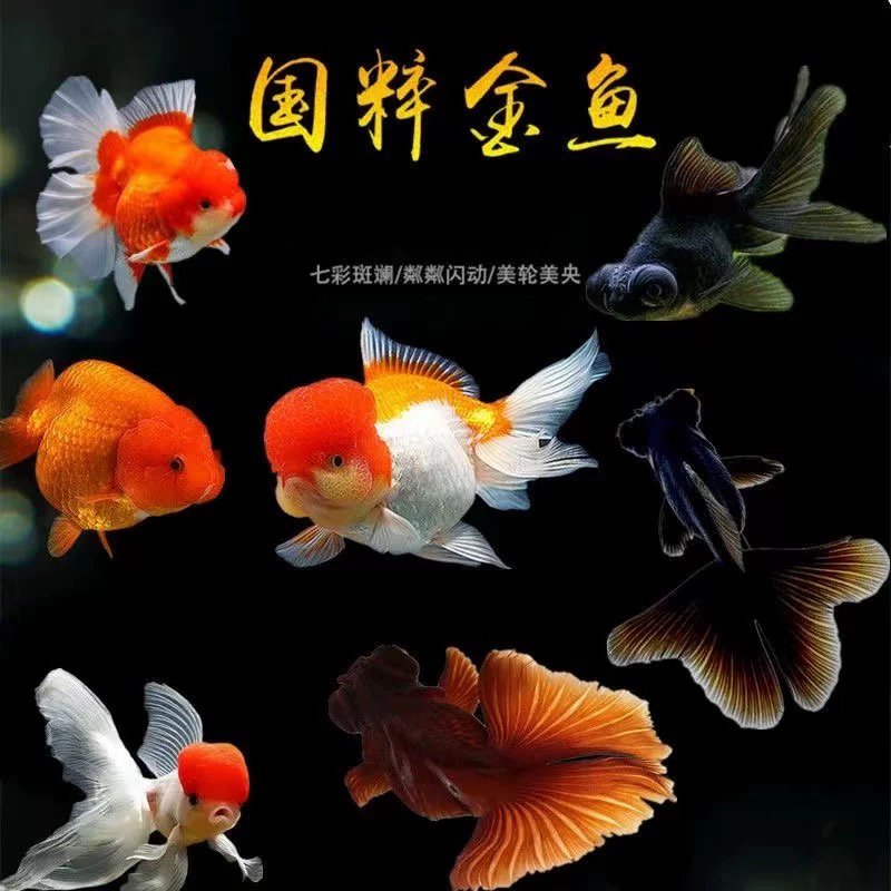 【混发中大国粹金鱼】8条6-8厘米丹顶红狮黑红龙睛冷水淡水观赏金鱼
