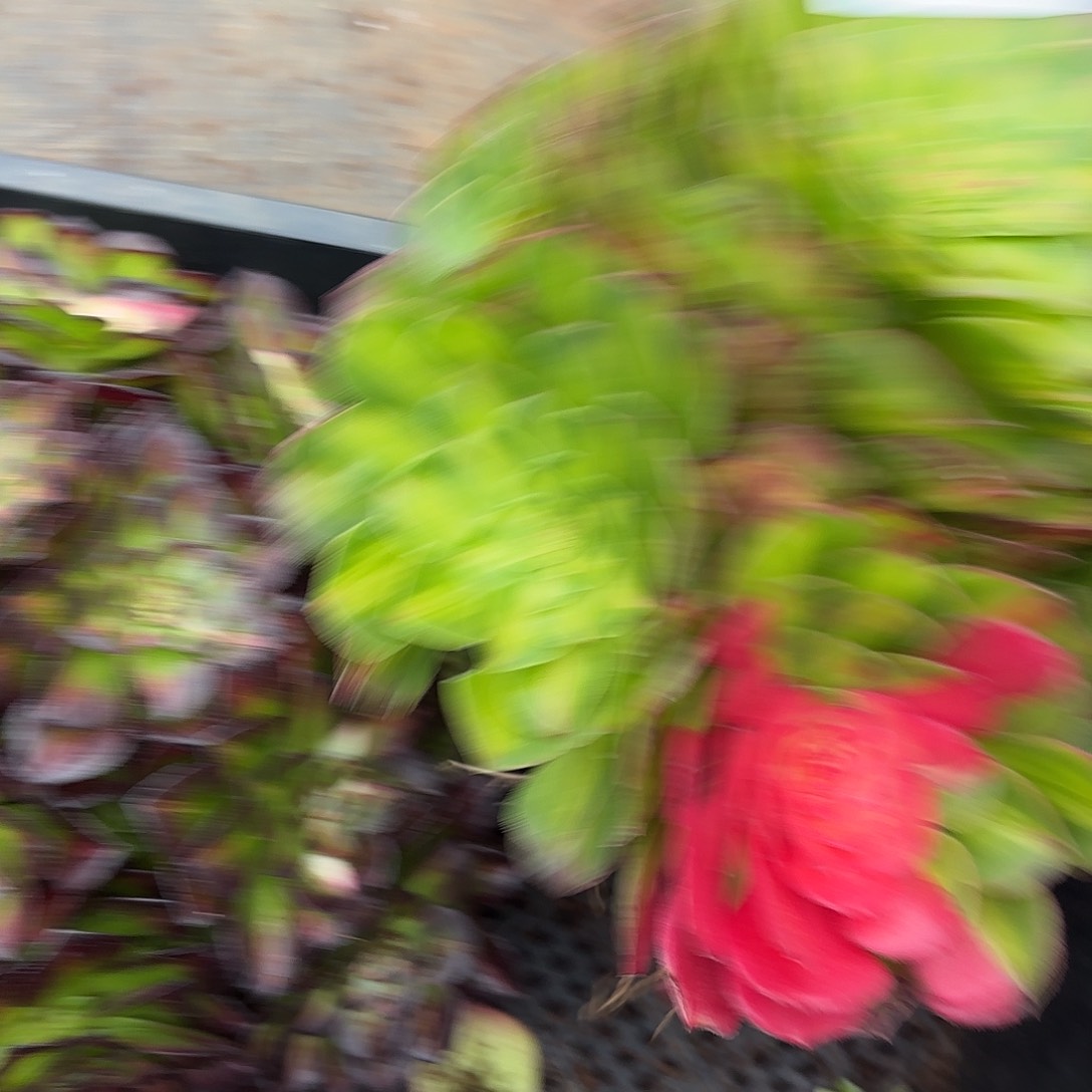 多肉植物知否101