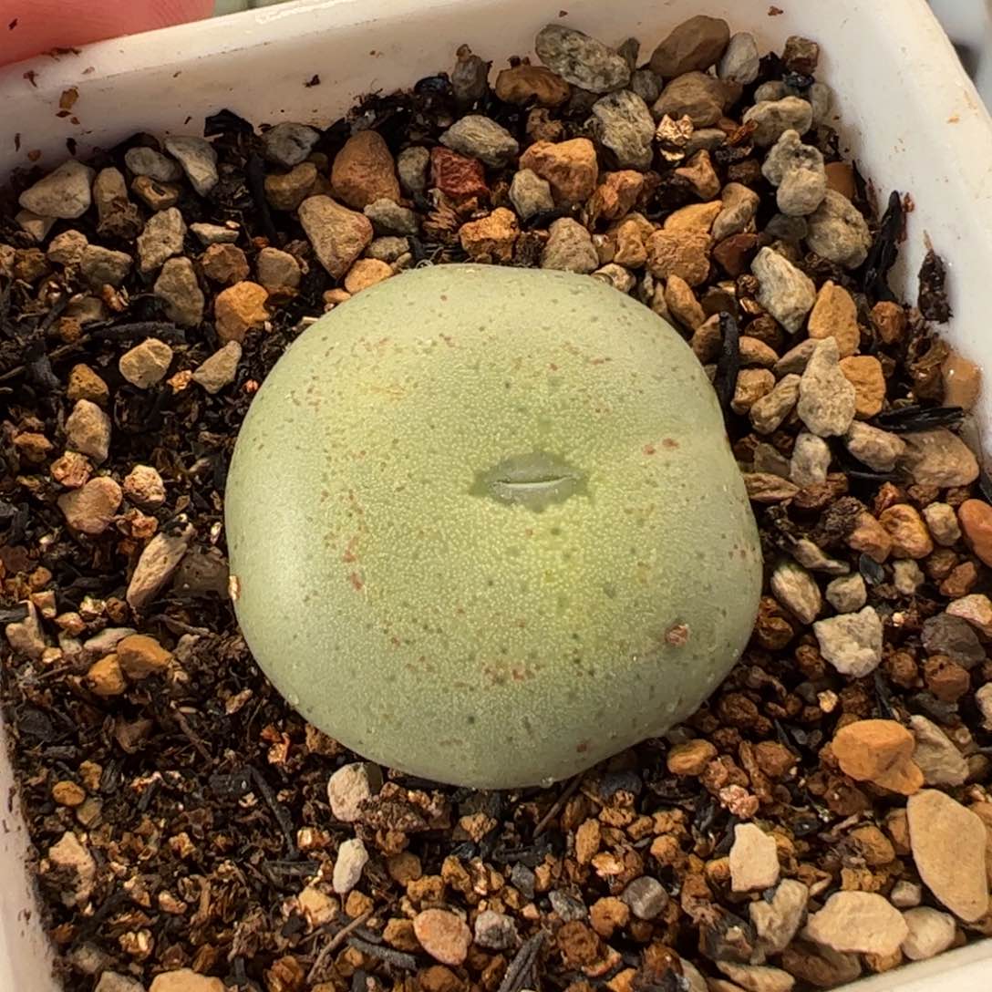 052多肉植物组合