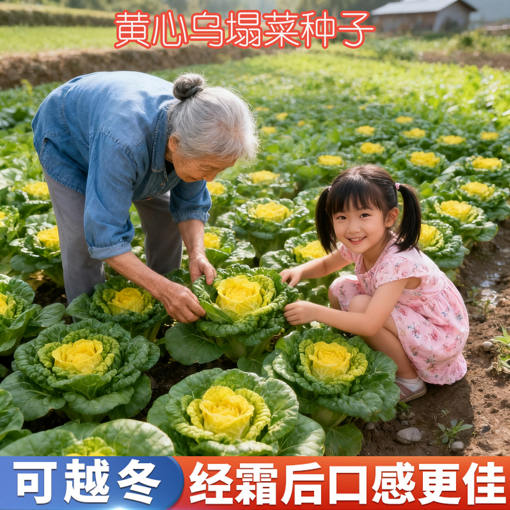黄心乌塌菜种子耐寒青色乌塌菜种籽菊花心菜籽种易种黄金乌蔬菜