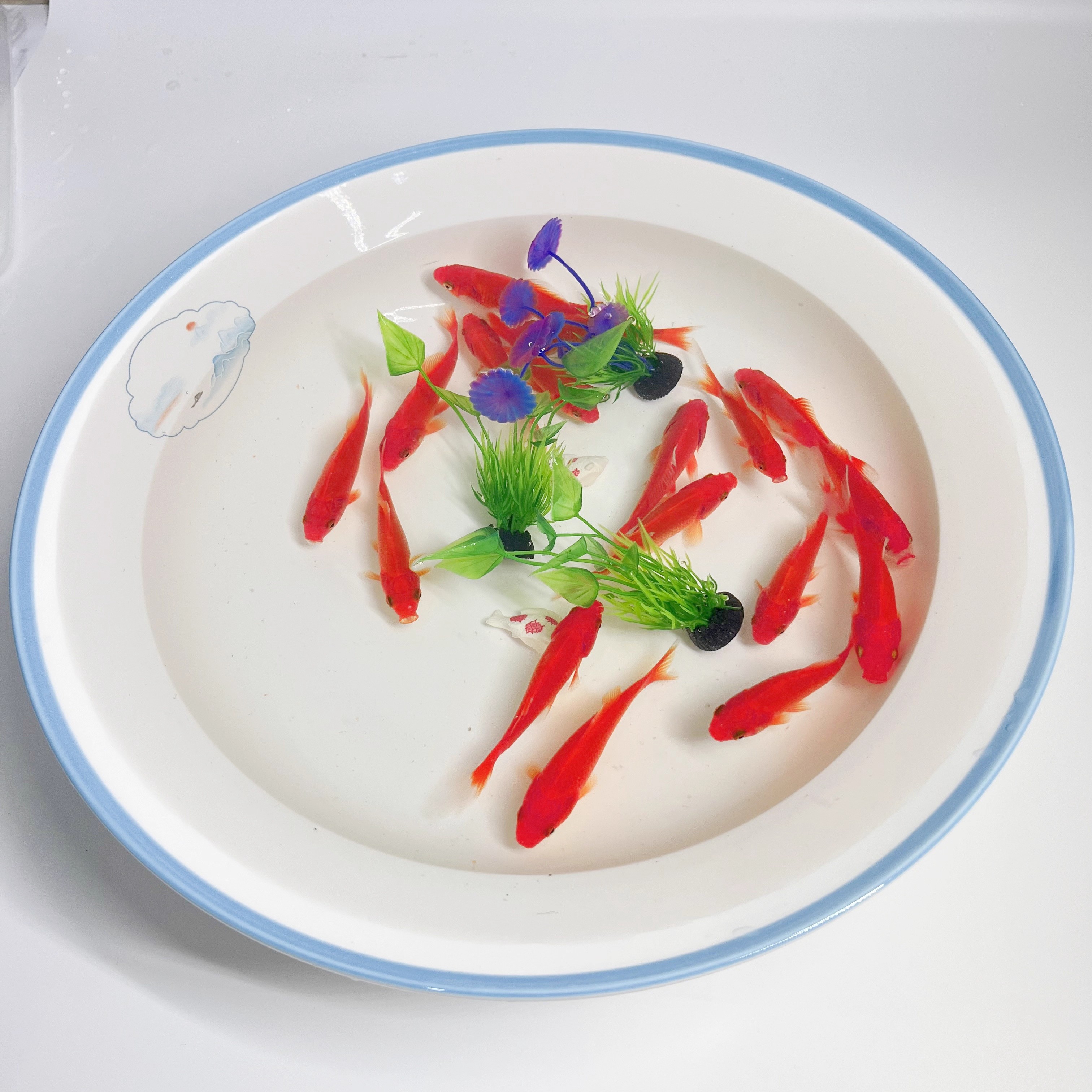 冷水鱼红金鱼观赏鱼淡水好养易活锦鲤活鱼闯缸新手耐活鱼苗