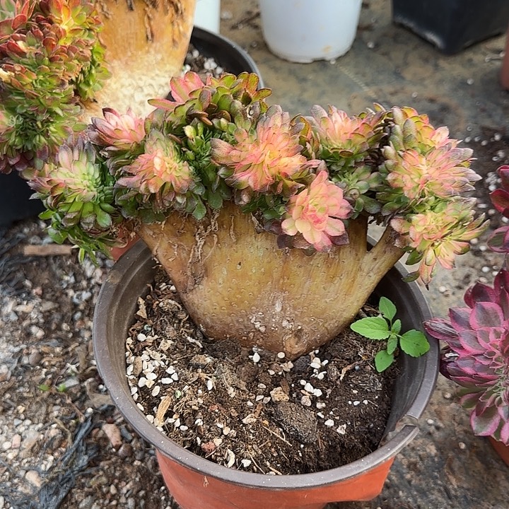 素***0精品多肉植物01023