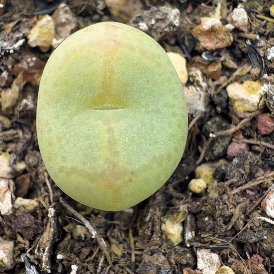 363带盆土发货0000000000