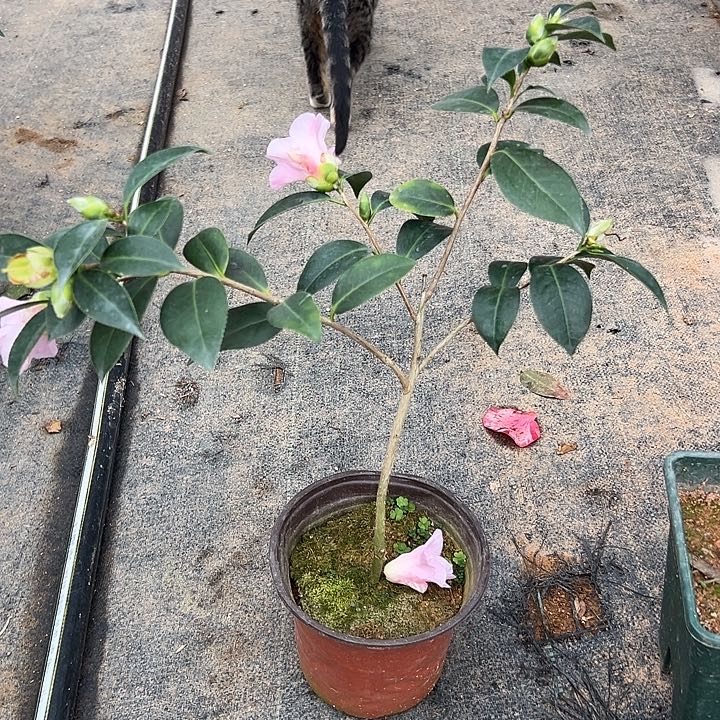 大部分花苞少量开放，数寄屋随单