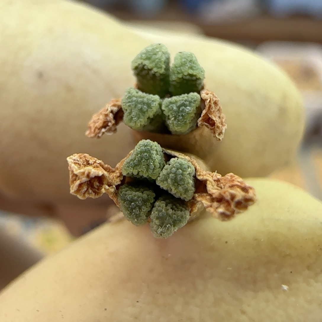 348绿火柴福利福利