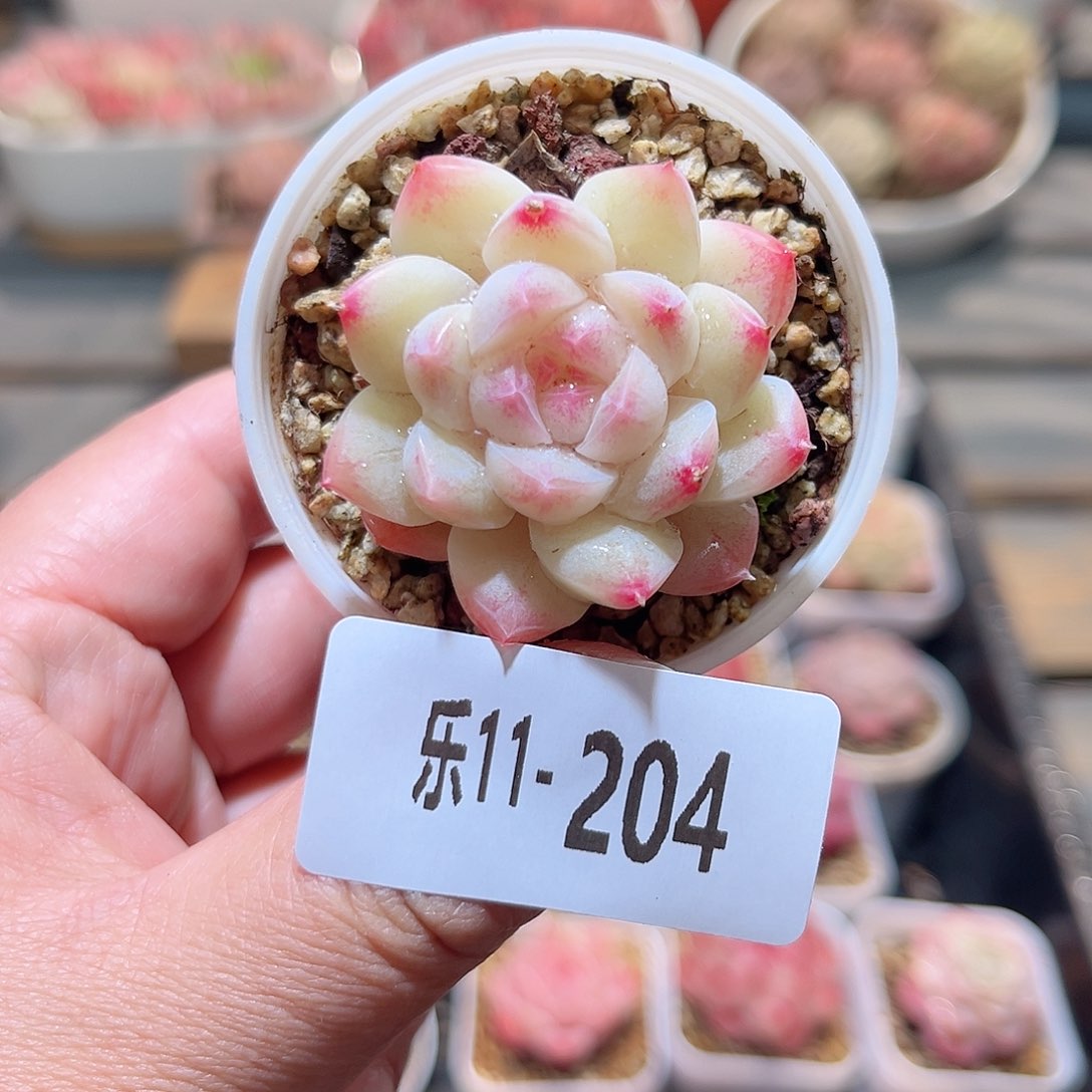 乐11-204 白桃单头