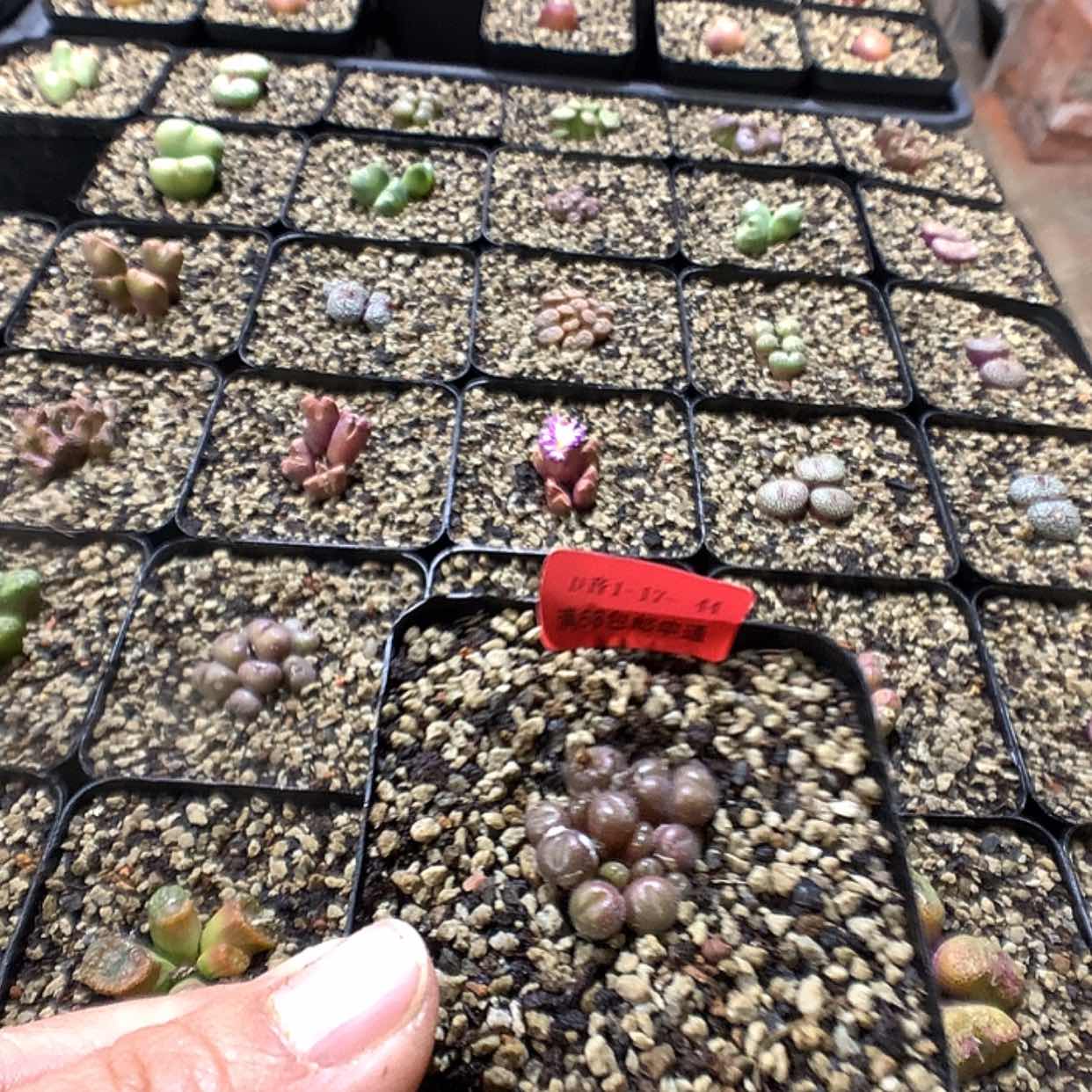 【闪购商品】1-17-44毛球一群特25