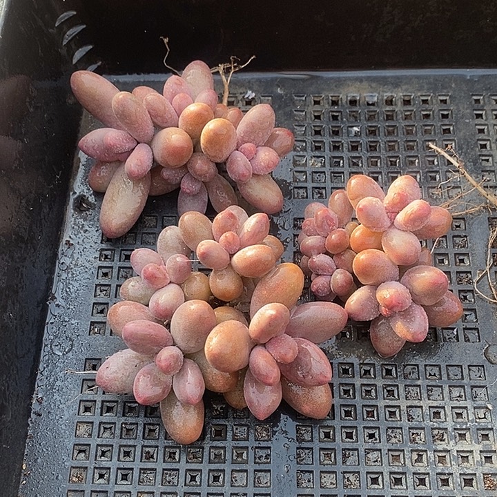 爱****无花朵2706号一物一拍糖果