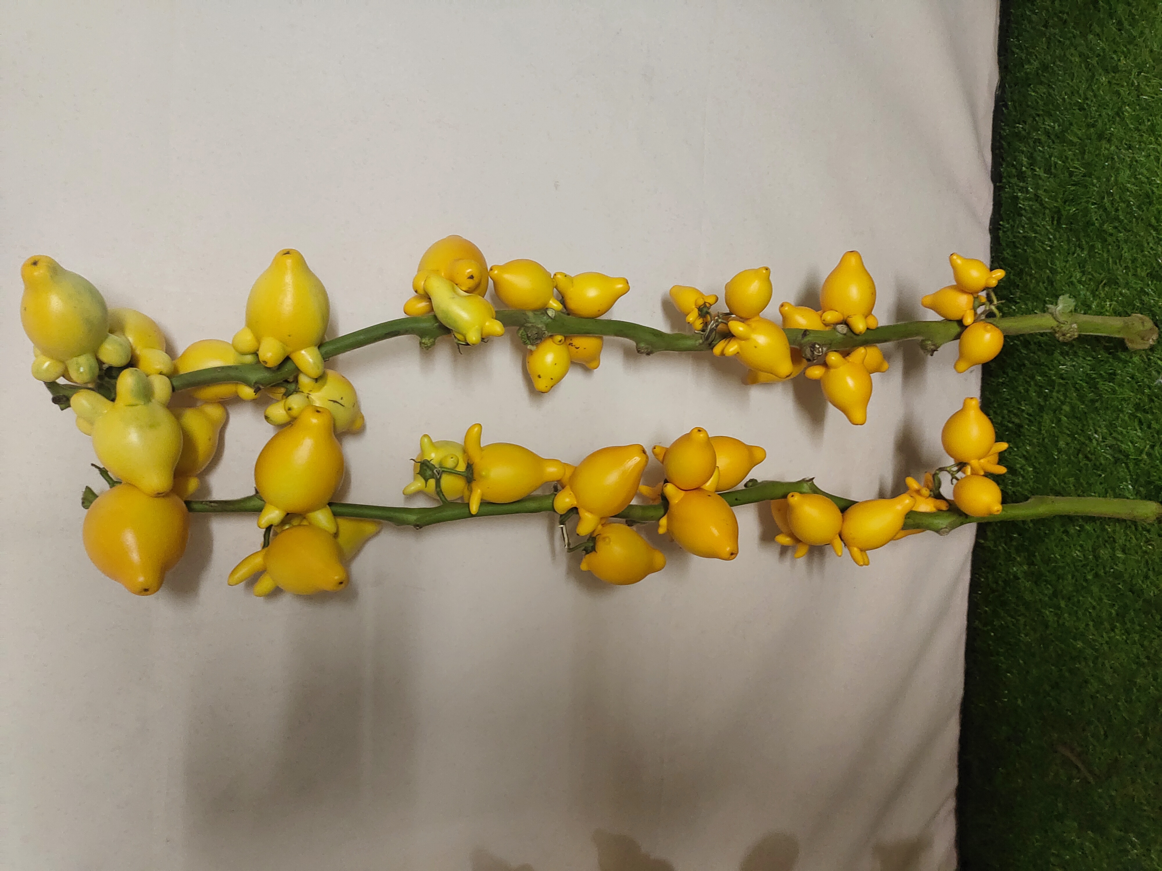 五代果黄金果装饰摆件室内办公室家居新店开张喜庆年宵真果耐超长