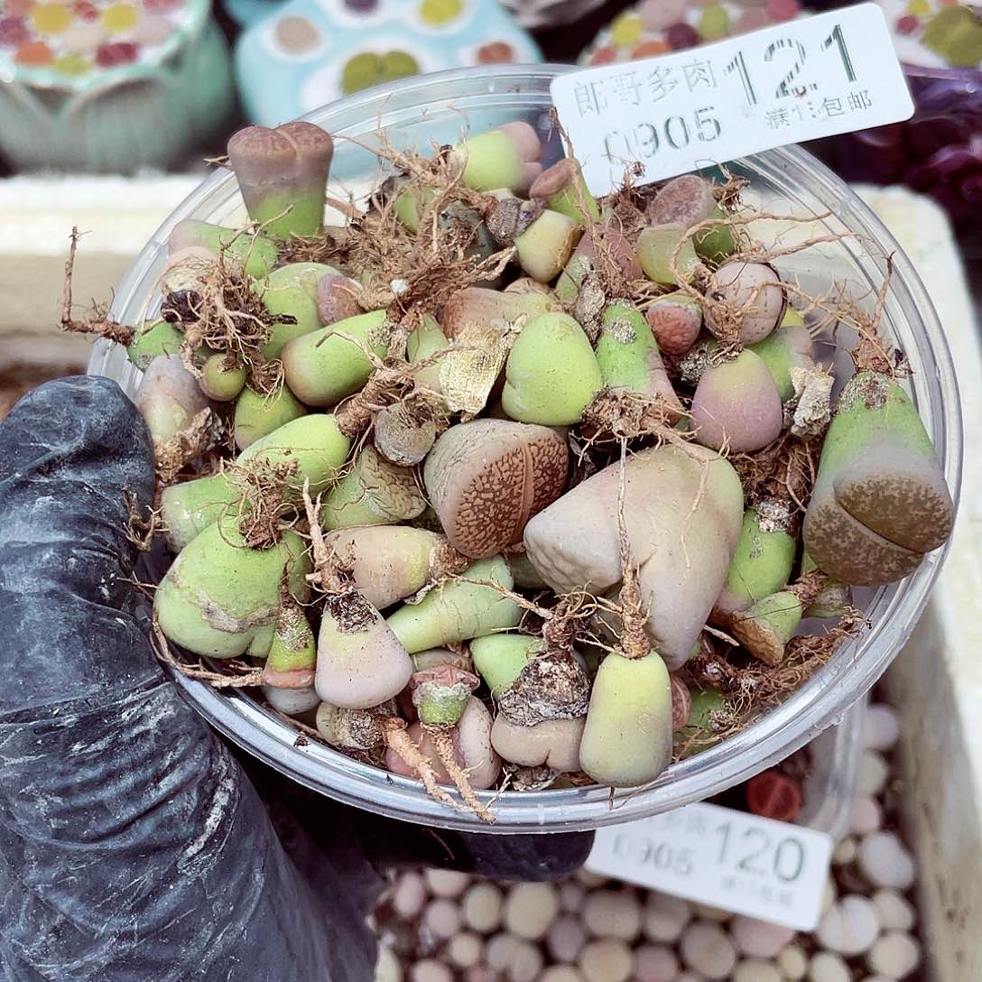 生石花18包邮0905-121