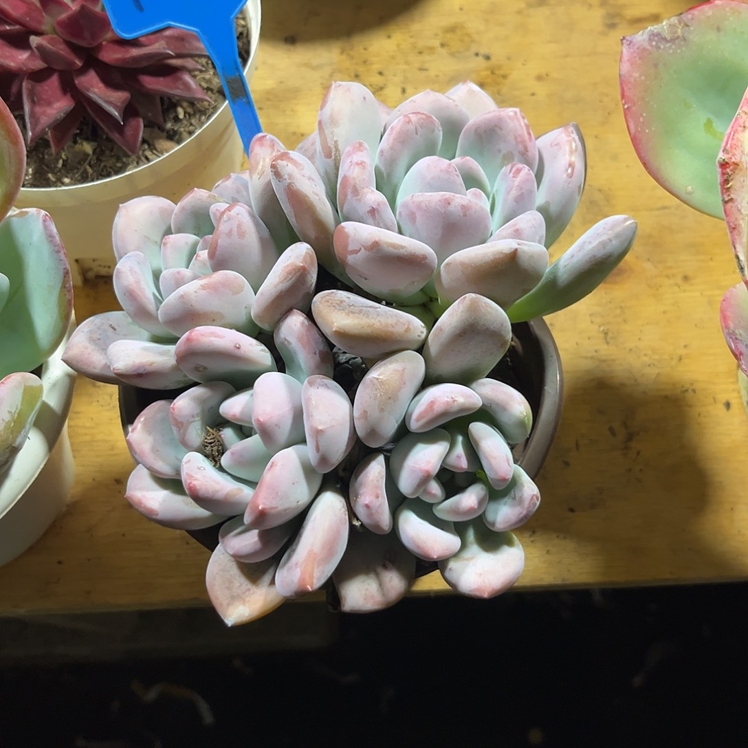 从***念000000000000000001020