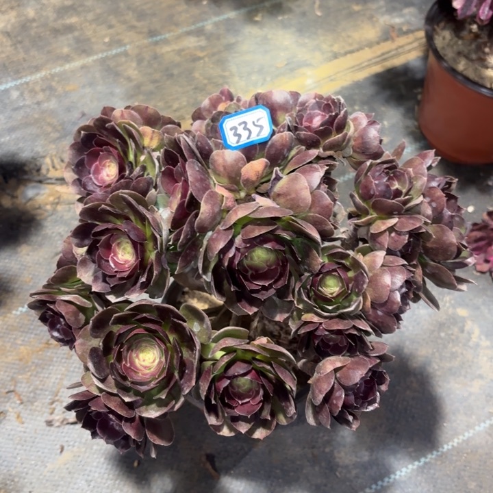 一物一拍黑魔万丛林朵335