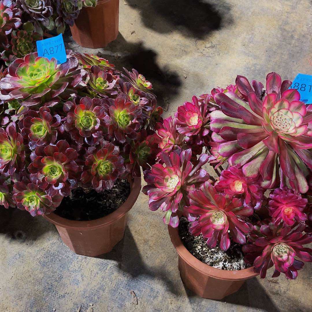 用****9安娜877共同白881