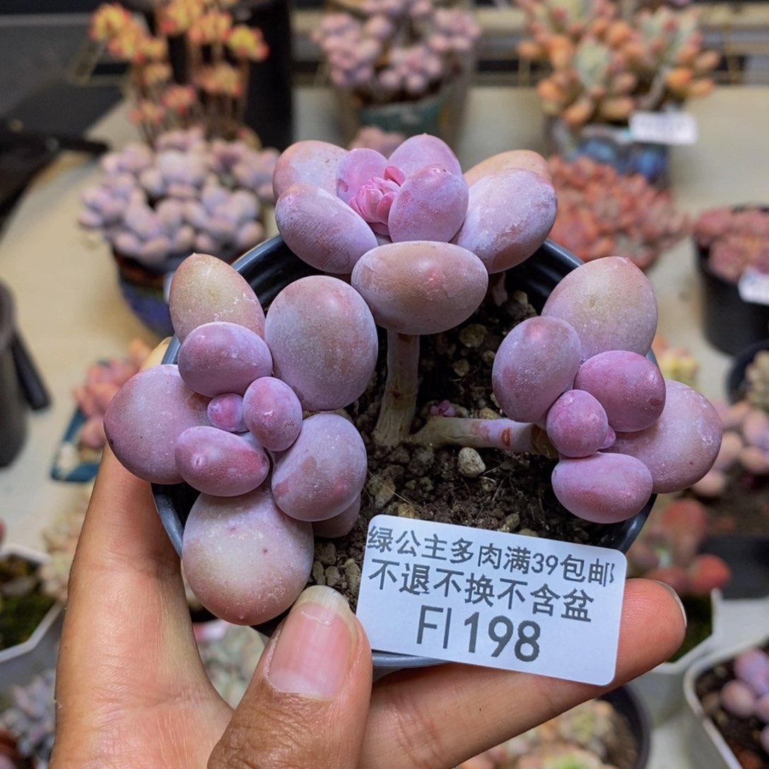 198蛋黄奶多肉7c m