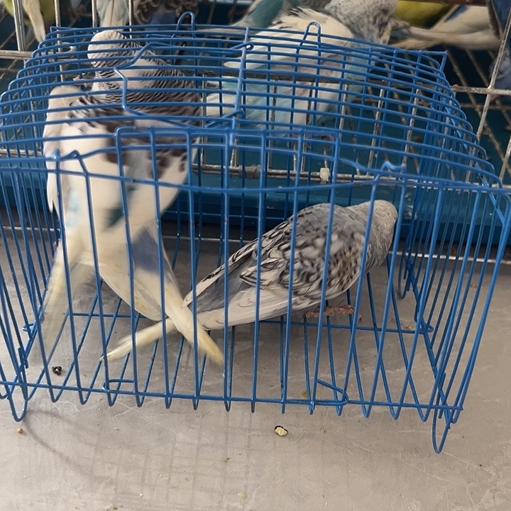虎皮鹦鹉大头三只