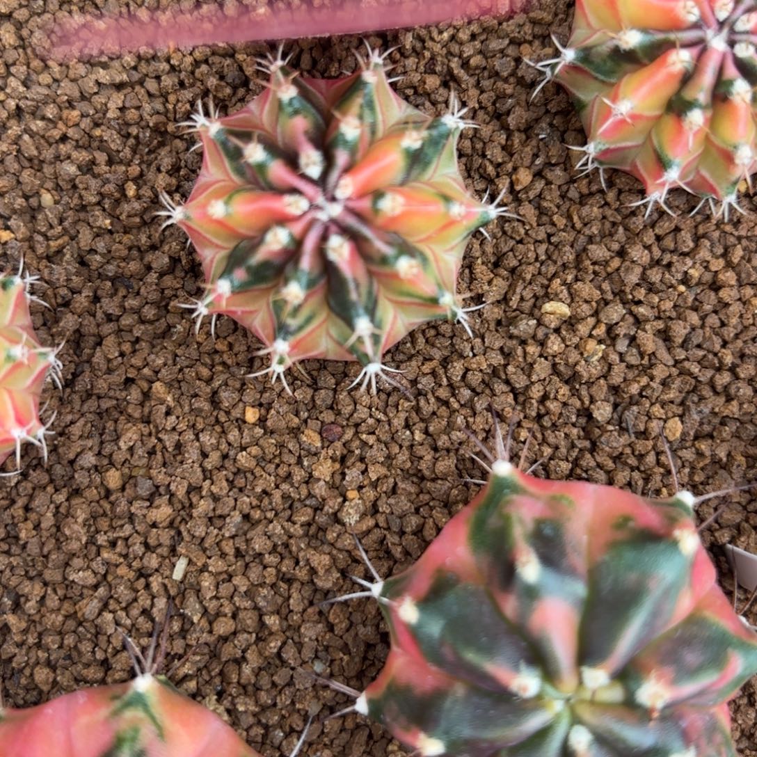 221-1211泰国发货多肉