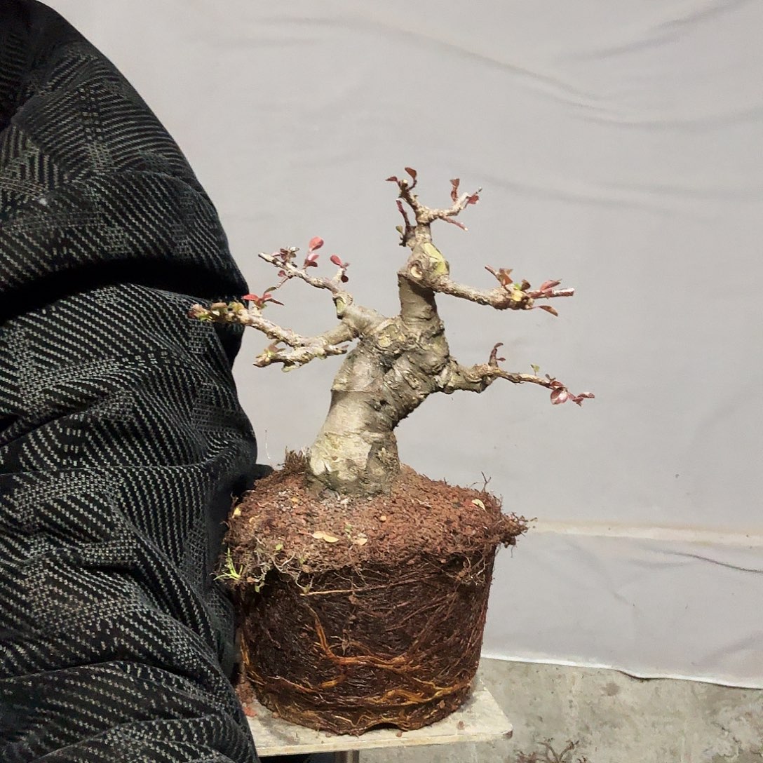 微***雨云南昭通红花平枝栒子