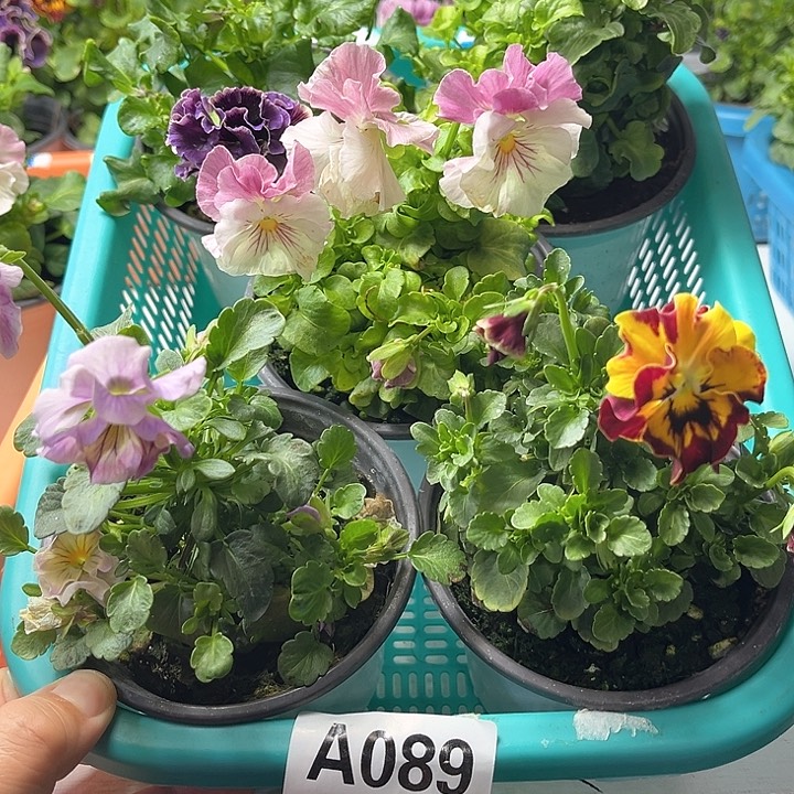 89号角堇清棚19.9一筐