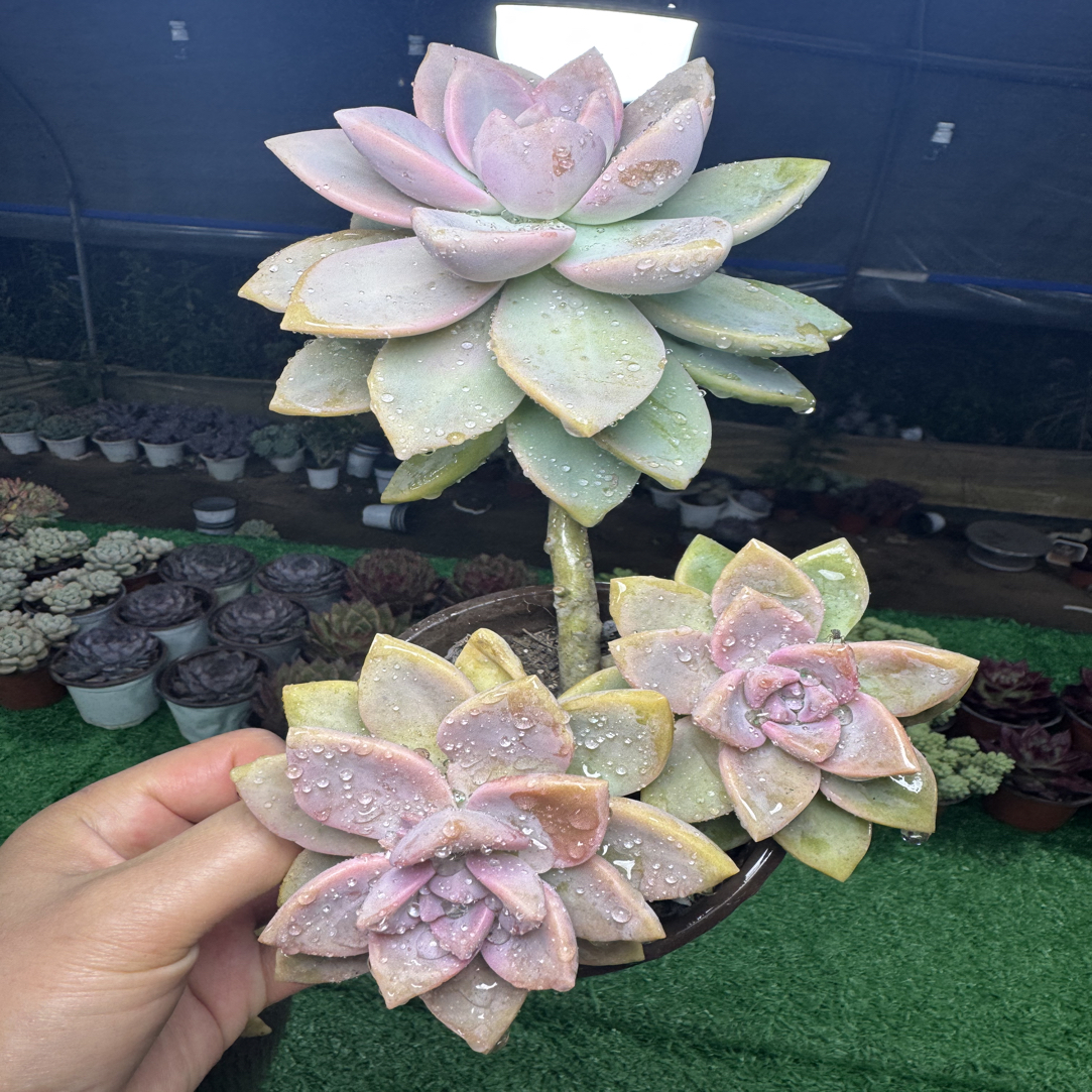 紫雾轻微掉叶不售后满15包邮不满到付