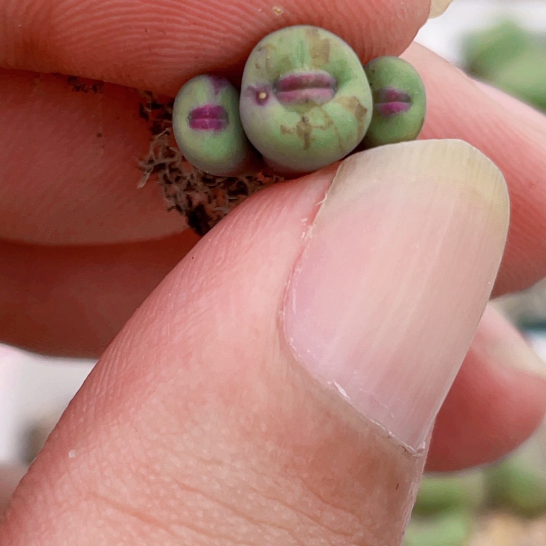 1380b小红嘴嘟嘟嘴植物一物一拍