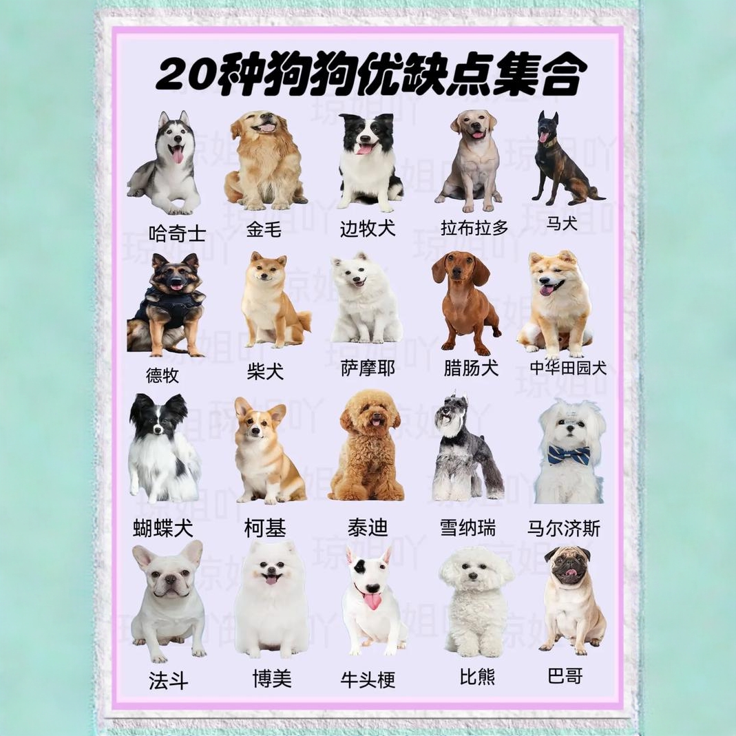 直播间挑选狗狗一物一拍