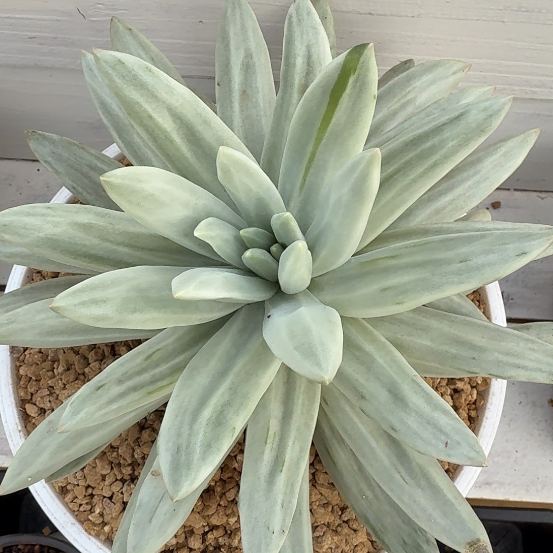 海洋之歌锦1103-7