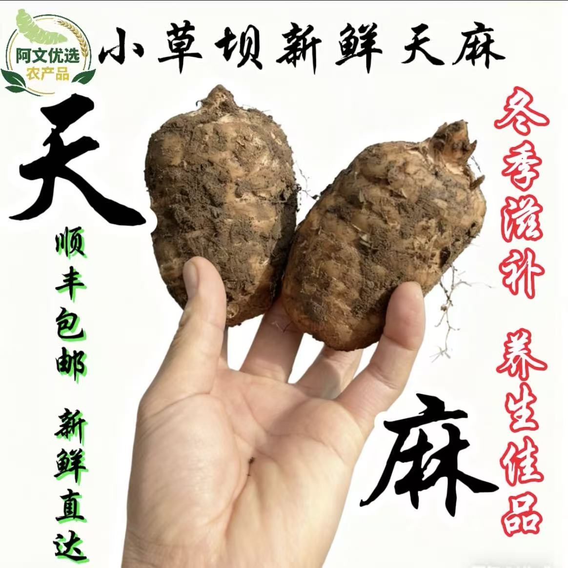 新鲜天麻云南昭通小草坝天麻高山种植新鲜乌天麻产地直发新鲜到家
