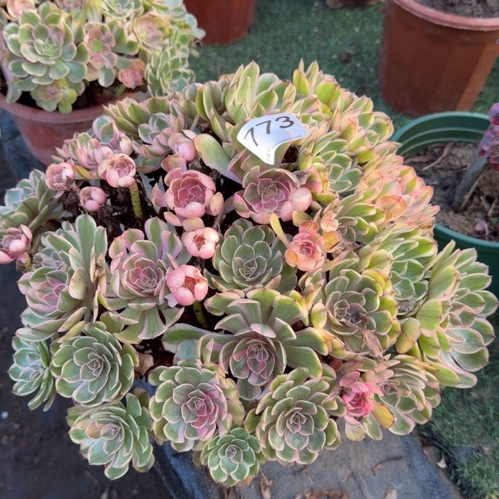 万七彩法师锦捧花773