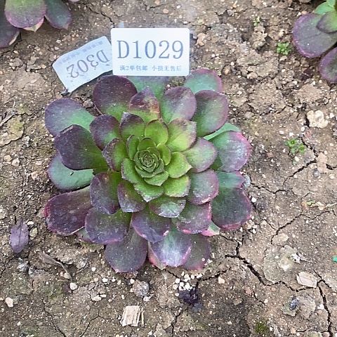 1029雨荷多肉法师